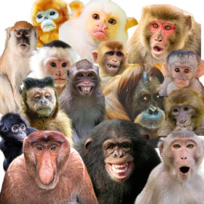 Monkey Smiles Thumbnail